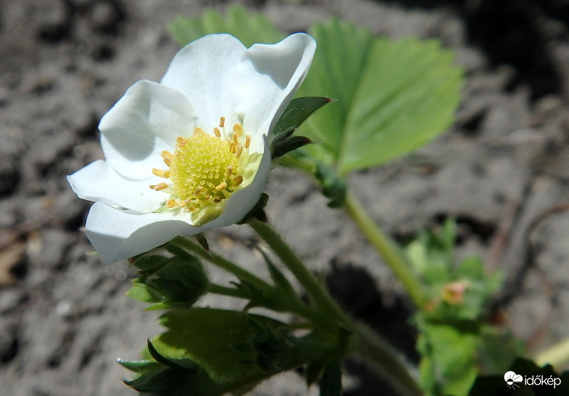 Első virágzó eper :)