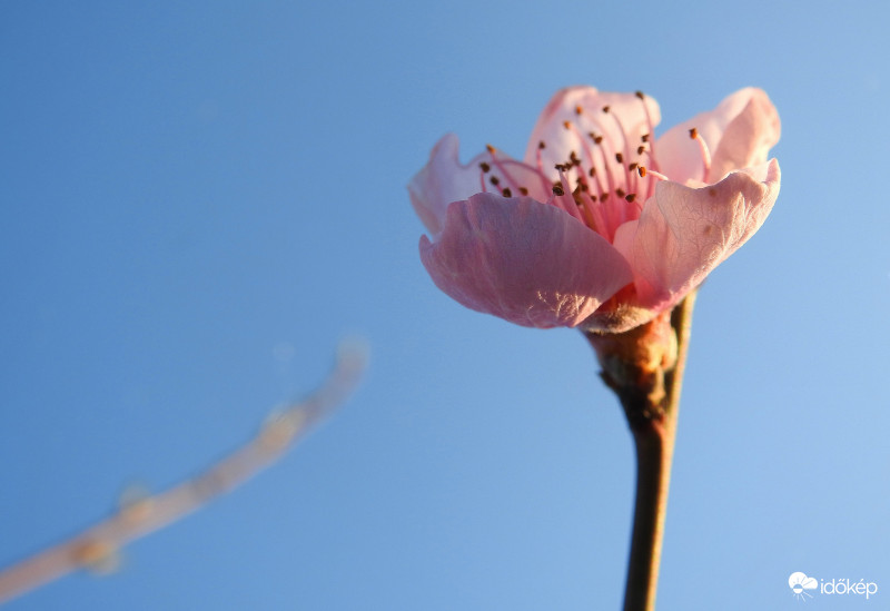 Őszibarack virág :)