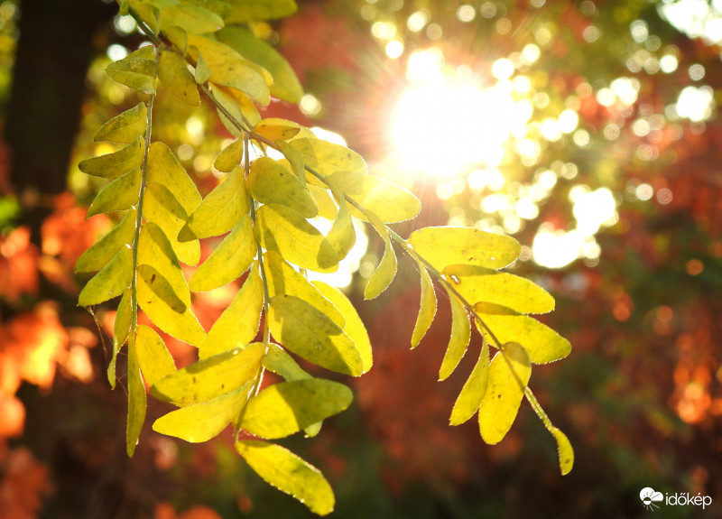 Napsütéses ősz :)
