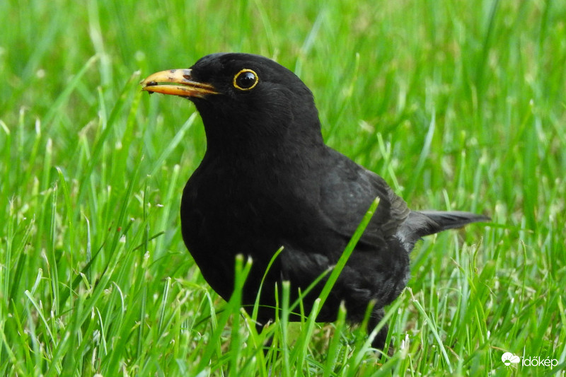 Fekete rigó :)