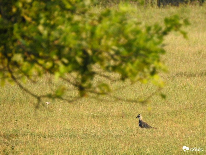 Ez milyen madár lehet?