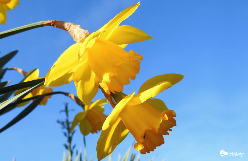 Nárciszok a napsütésben :)