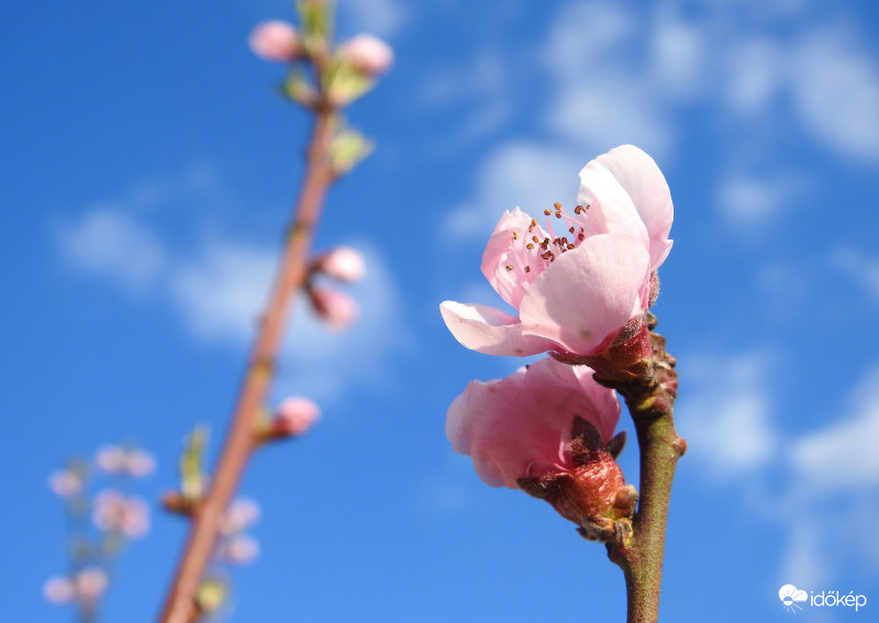 Őszibarack virága :)