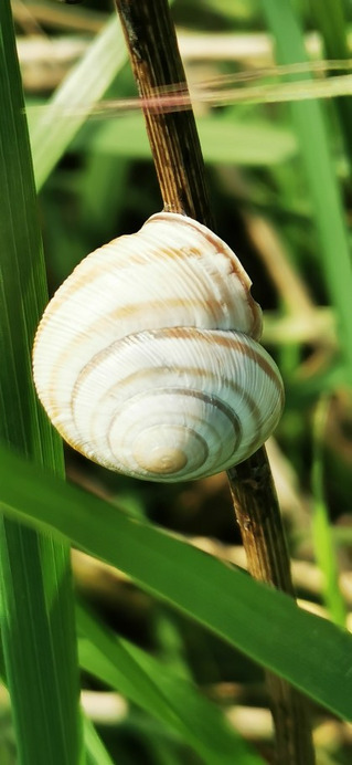 Kölesd