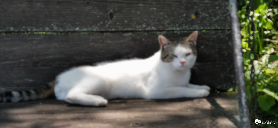Kölesd