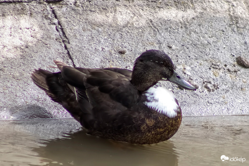 Hybrid duck