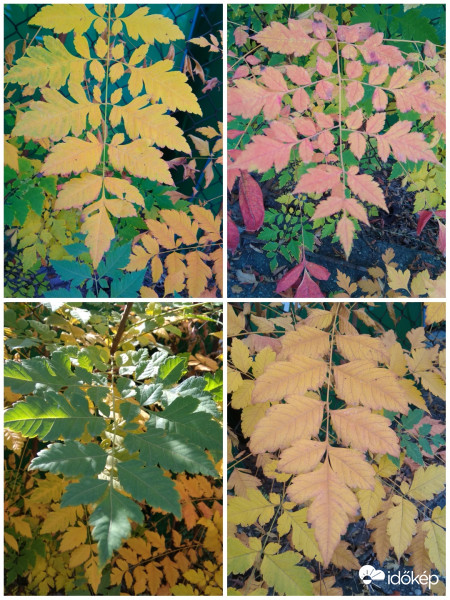 Különböző színekben :)