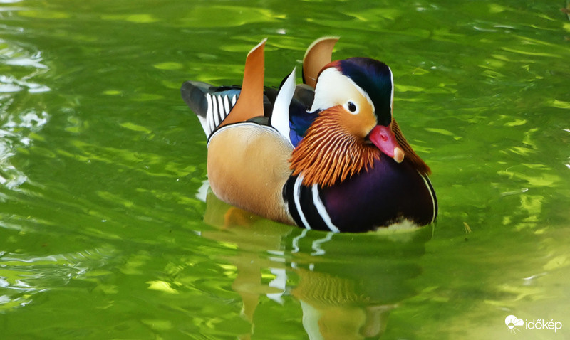 Mandarin réce