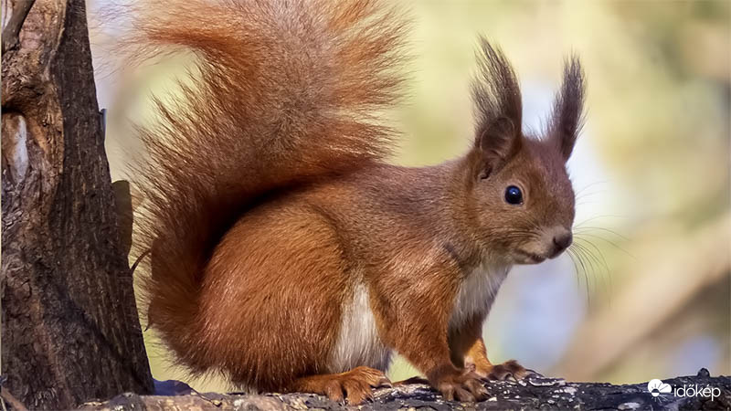 Figyelő mókus :)