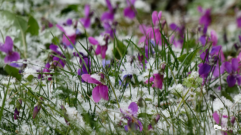 Márciusi hóesésben