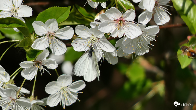 Fehér virágon fehér lepke