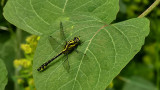 Pihenő