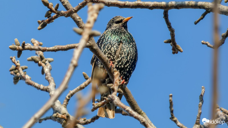 Seregély az ágak között