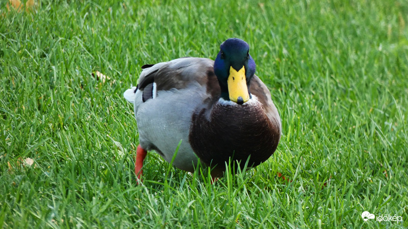 szemtől szemben
