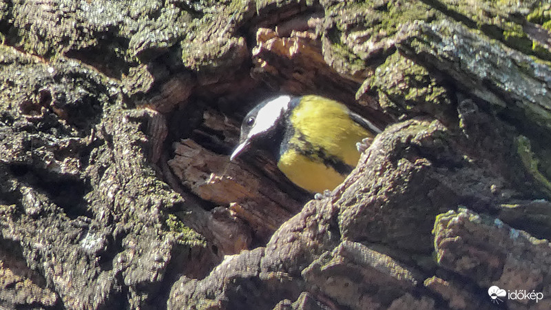 Na én is megnézem ezt a tavaszi időt
