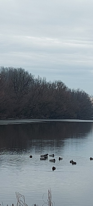 Tiszaalpár