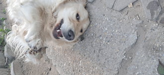 A kis szeder zabáló!