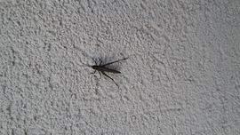 Óriási barna szöcske