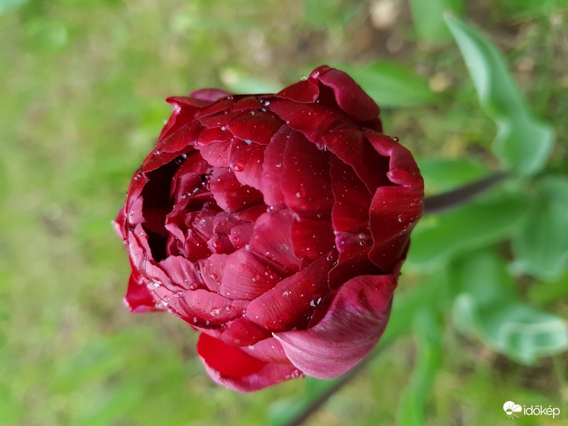 Különleges tulipán 2.