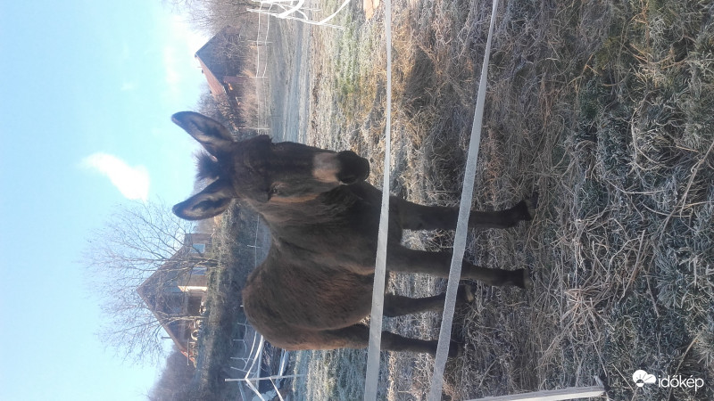 A csacsi élvezi a zúzmarát