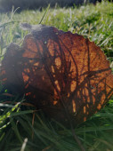 A falevél 