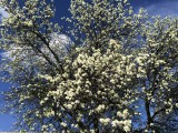 Szilvafa is virágzik