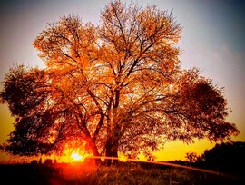 albertlaszlo fotója