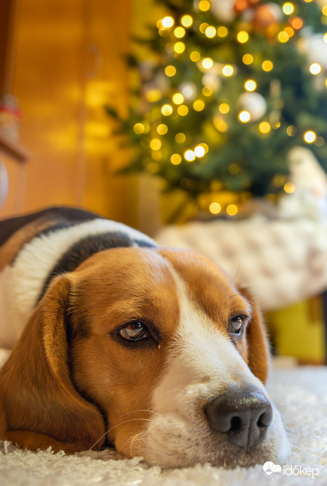 Elfáradtam az ünnepek alatt 