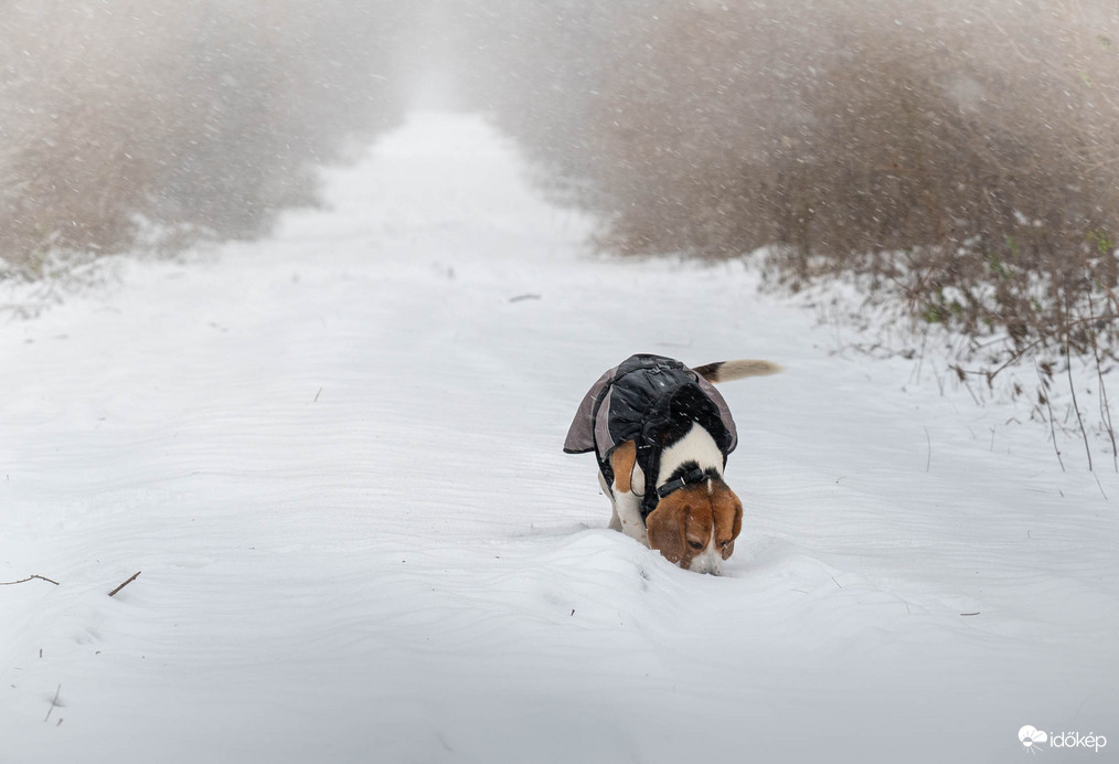 Szakad a hó, de a sétakedv töretlen