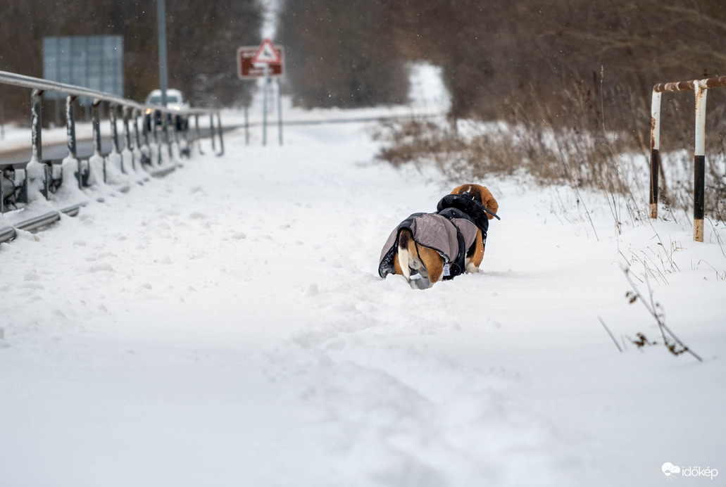 Kutya se jár út 