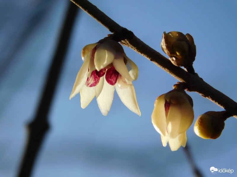 csodás téli virágzó az illatos tündérfa