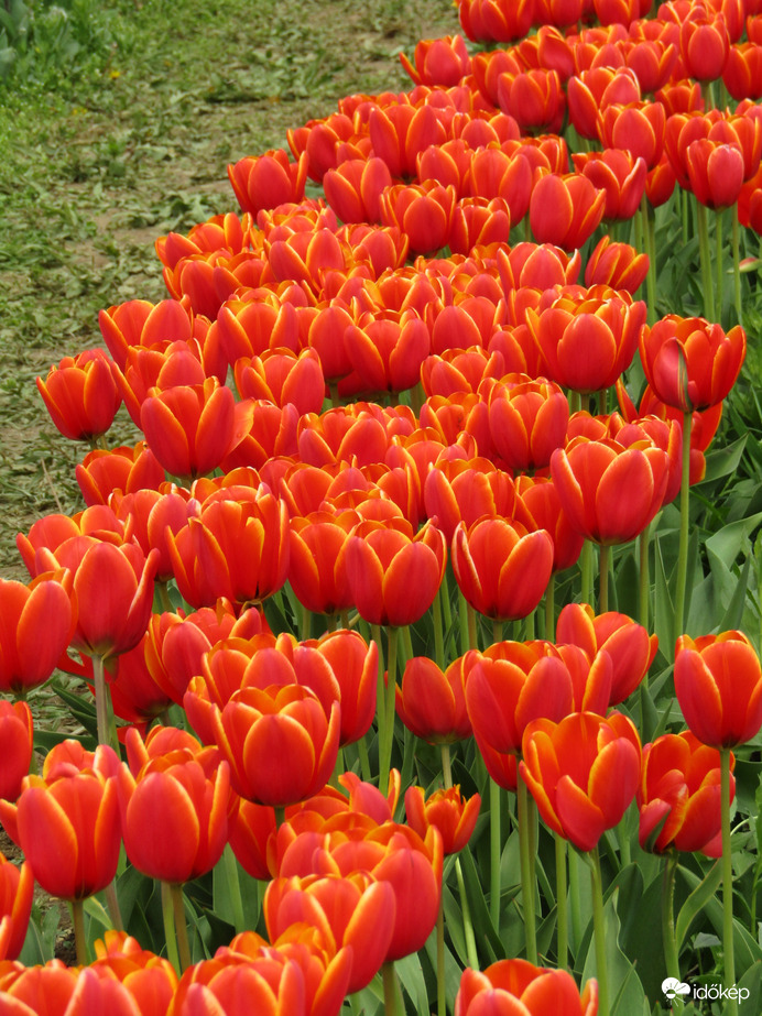 Tulipános