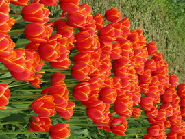 Tulipános