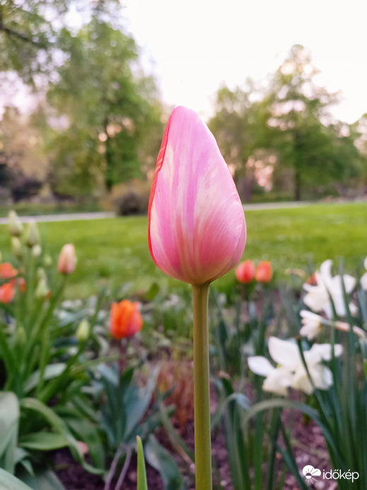 Tulipán