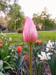 Tulipán