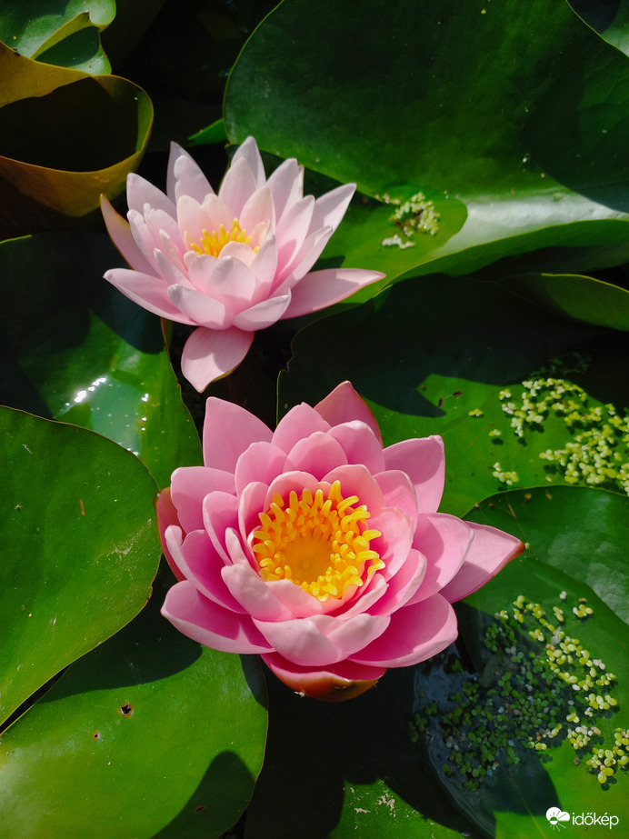 Rózsaszín szépségek