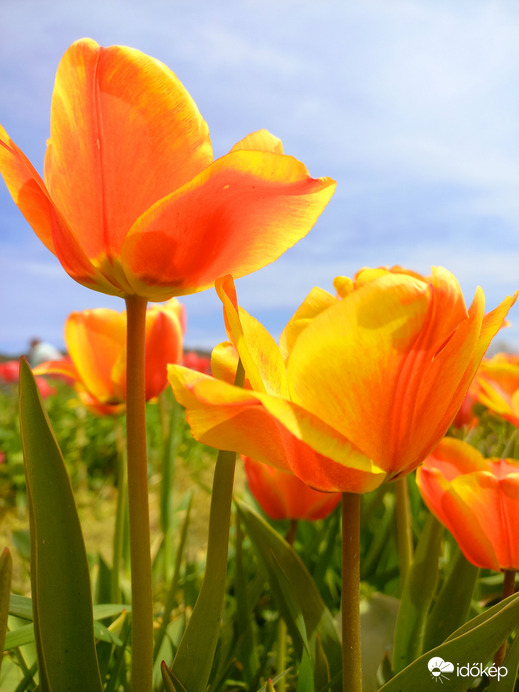 Tulipánok