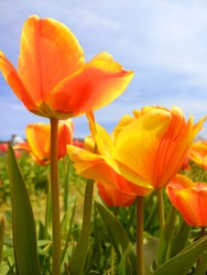 Tulipánok