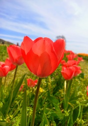 Tulipános