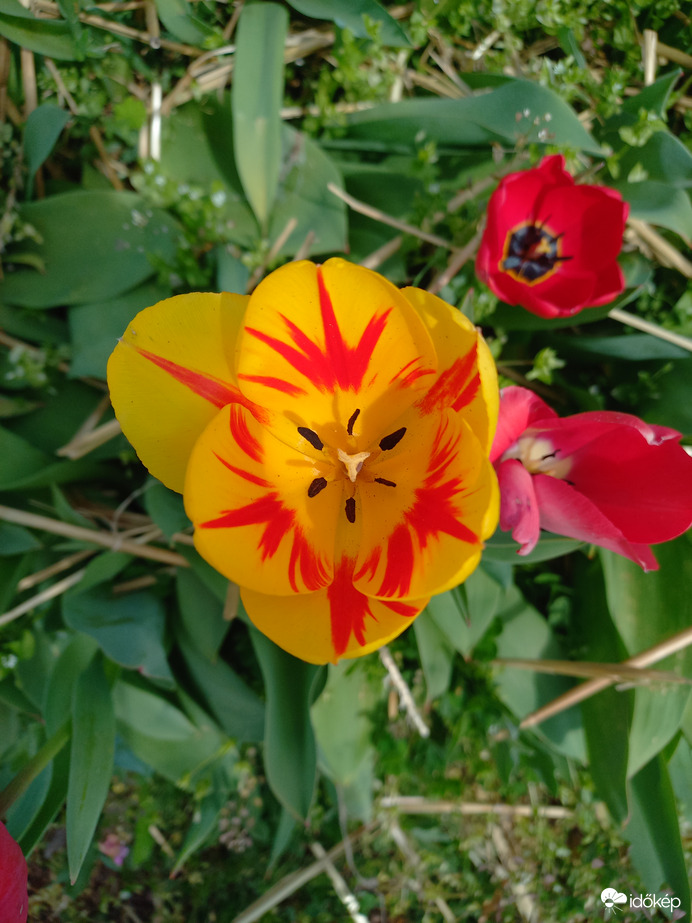 Tulipános