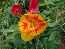 Tulipános