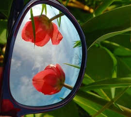 Tulipános