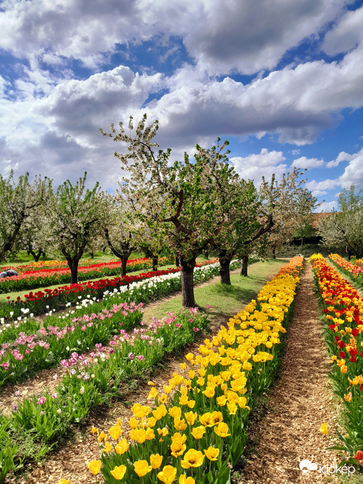 Tulipános
