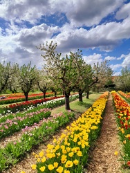 Tulipános