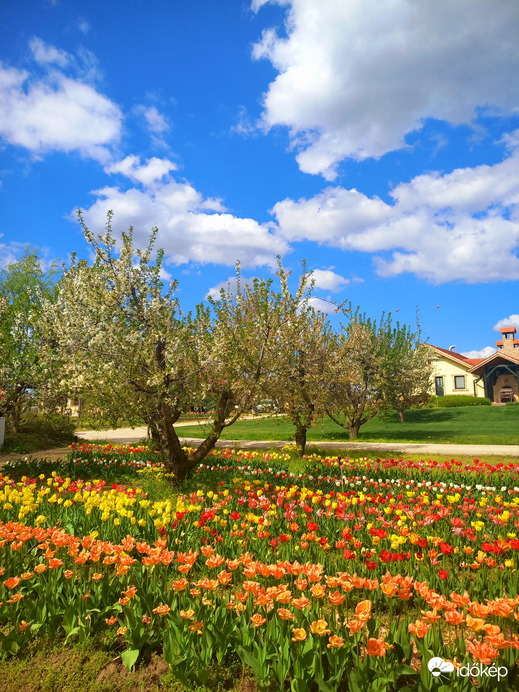 Tulipános
