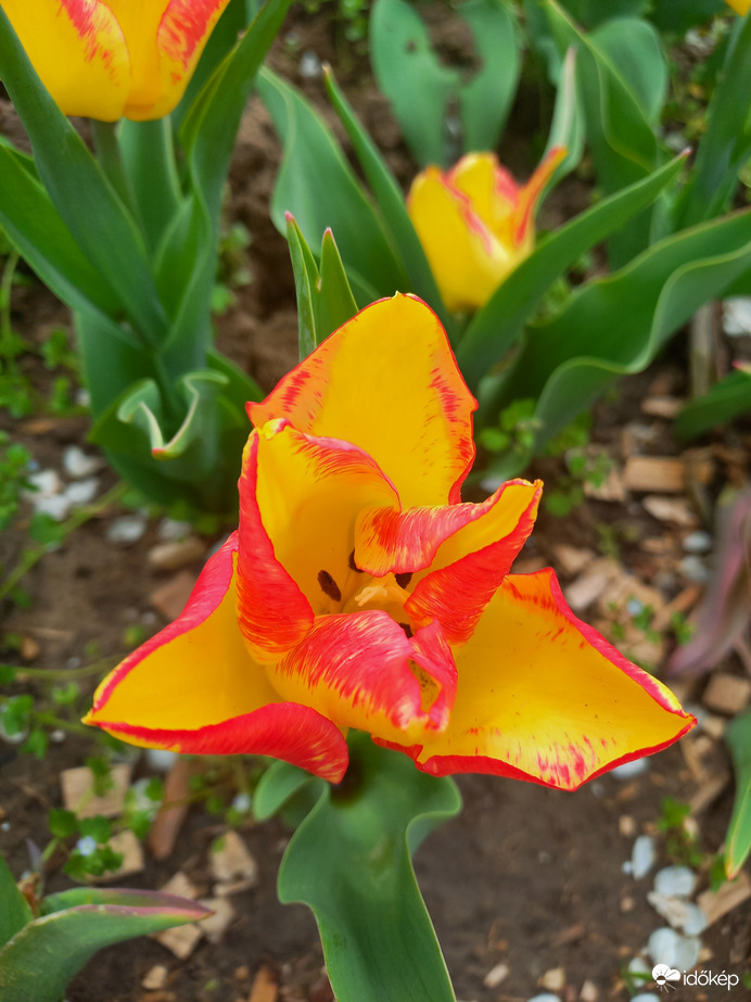 Tulipános