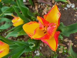 Tulipános