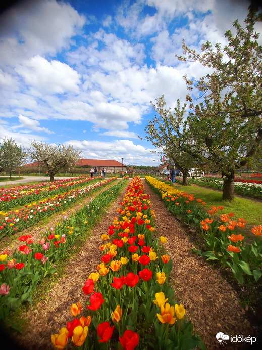 Tulipános
