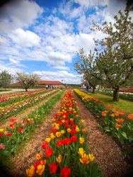 Tulipános