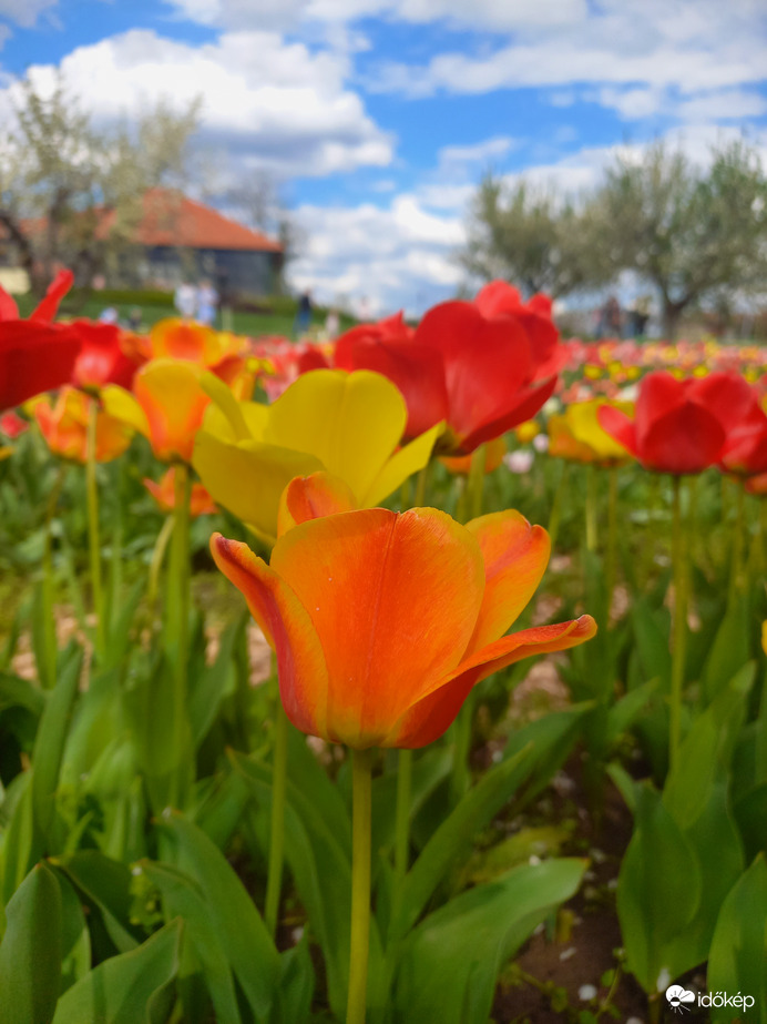 Tulipános